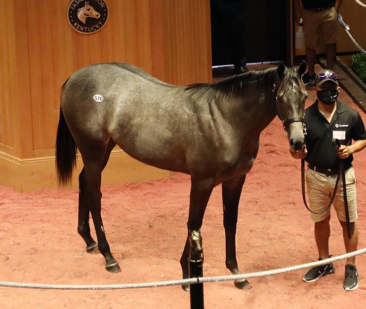 Gun Runner's yearlings a huge hit at FasigTipton Kentucky Showcase