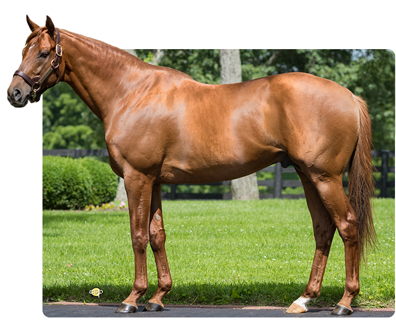 Gun Runner Three Chimneys