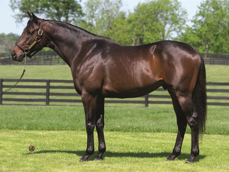 Three Chimneys to Stand Brilliant Speed