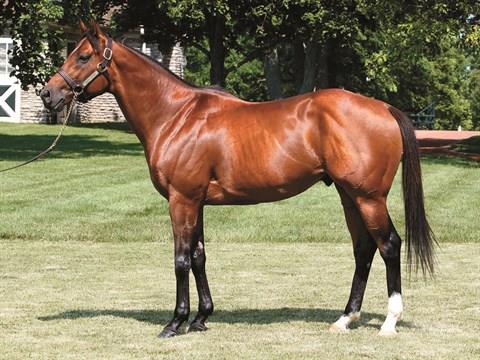 First Mares In Foal to Caleb’s Posse