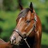 Stars Align for Sky Mesa Offspring