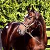 7-Figure Horses at F-T for Three Chimneys