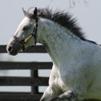 Exchange Rate’s Golden Production Takes Paseana