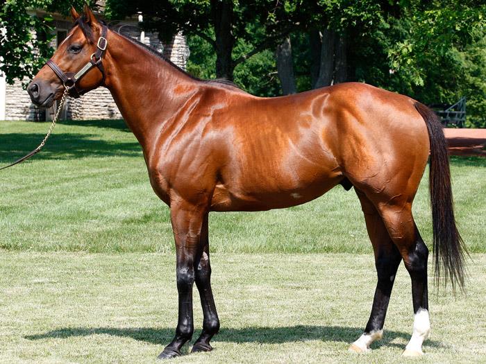 First Two Foals by Caleb’s Posse Arrive