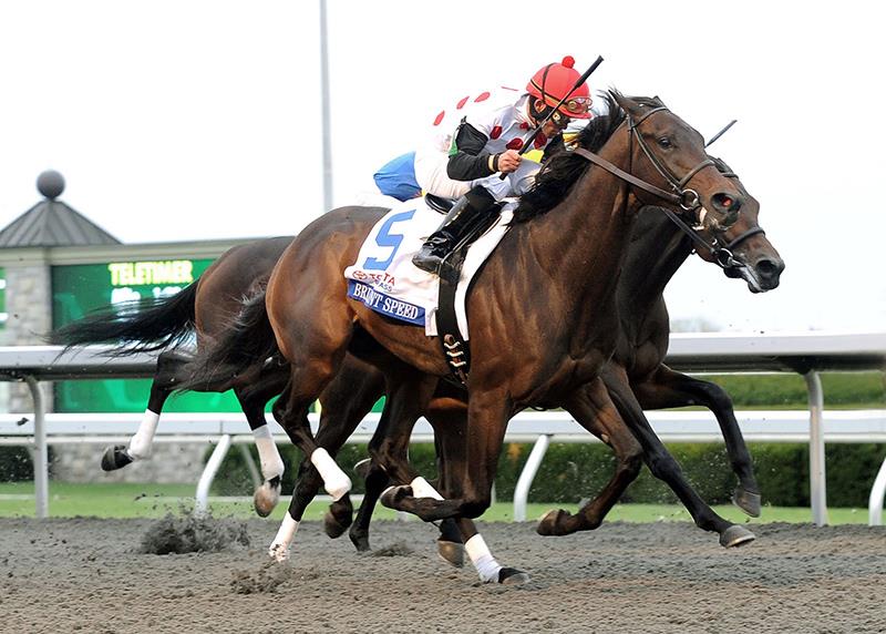 First Foal for Grade 1 Winner Brilliant Speed