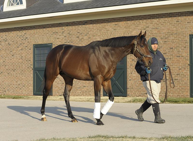 Palace Malice Runs Off With N.O. Handicap