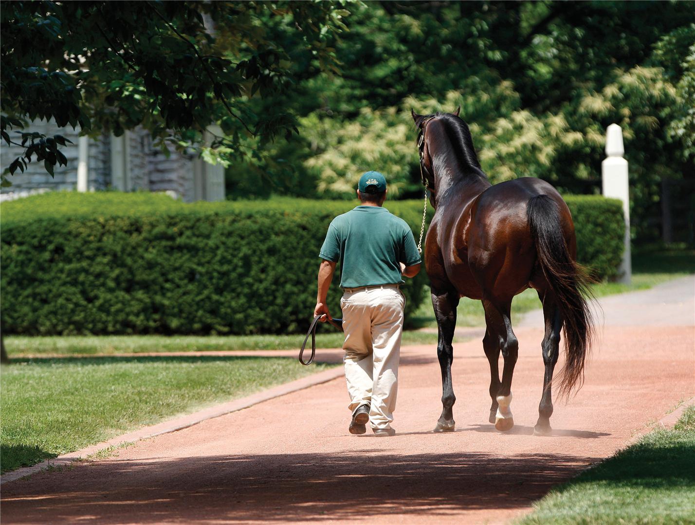 South Andros becomes Sky Mesa’s newest stakes winner