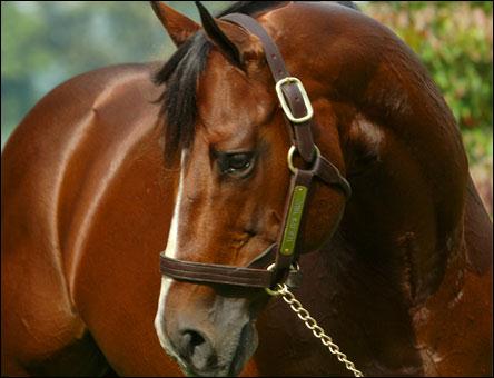 Three new stakes horses for Yes It’s True