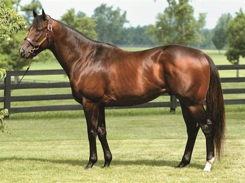 Floral Sky makes most of Scarlet and Gray H. opportunity