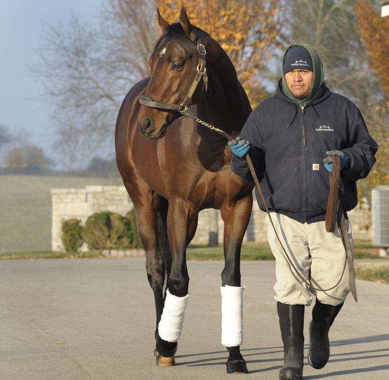 Multiple Grade 1-winning Millionaire Palace Malice Returns to Race in 2015