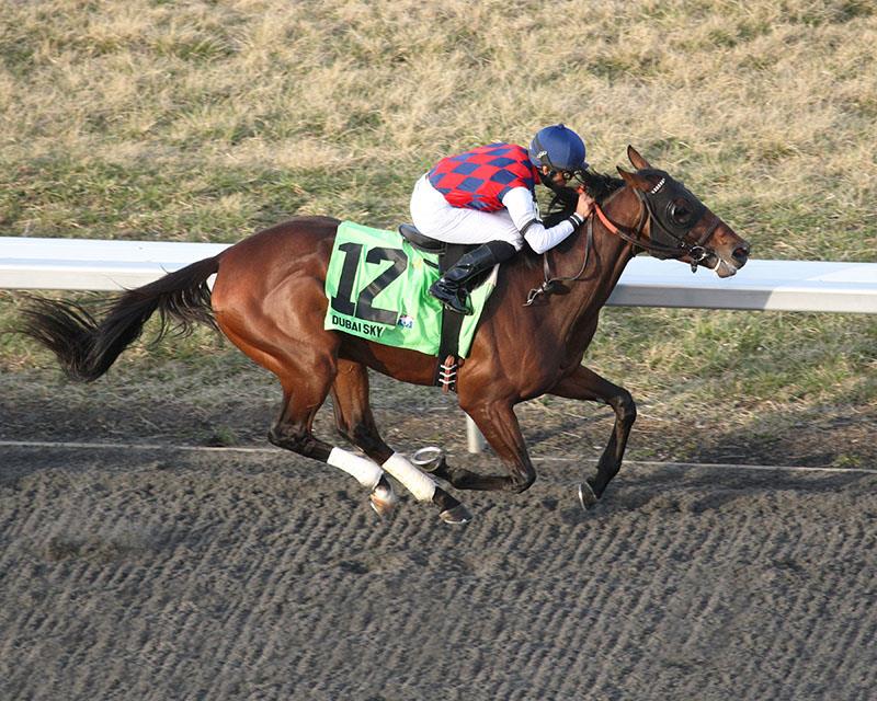Dubai Sky recovering well after surgery