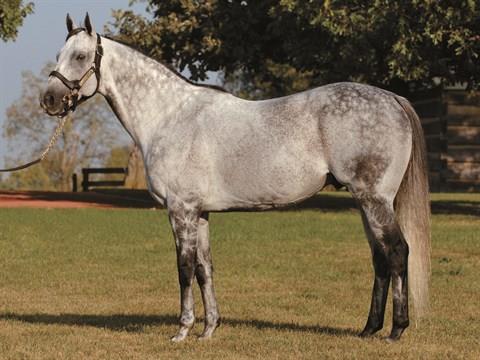 Exchange Well-Rated in Newmarket auction