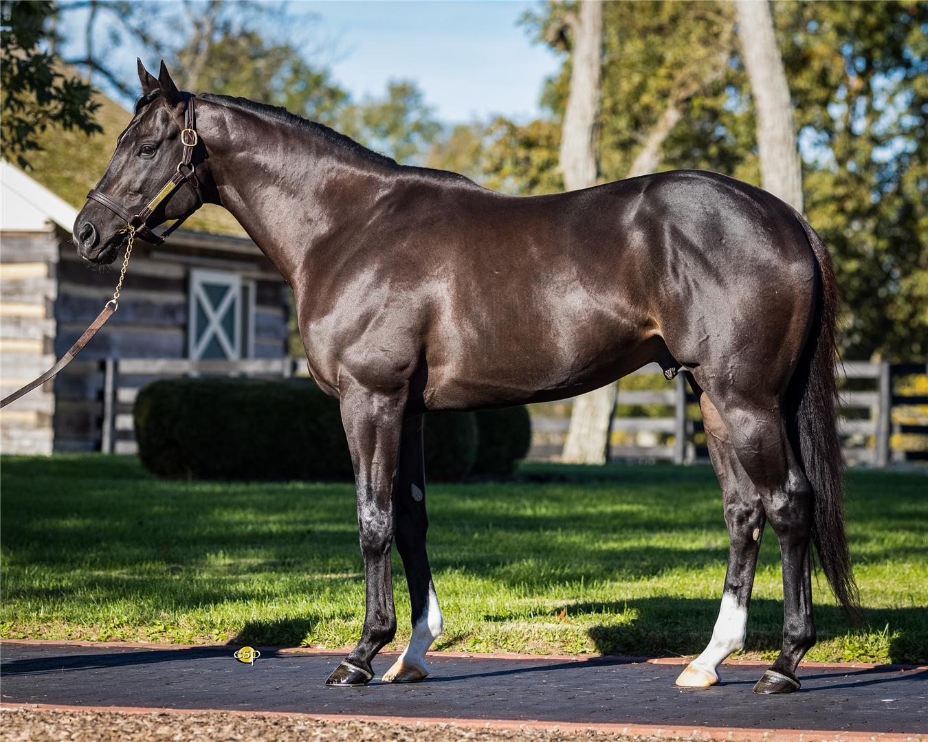 Sharp Azteca moves to top of First-Crop sire list with two new winners