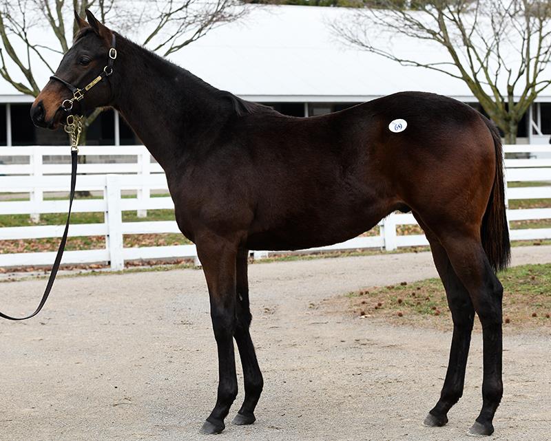 Gun Runner yearlings in high demand at Keeneland opener