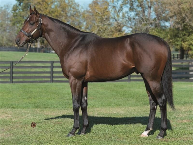 Undefeated Structor named 2YO Male Eclipse Award Finalist