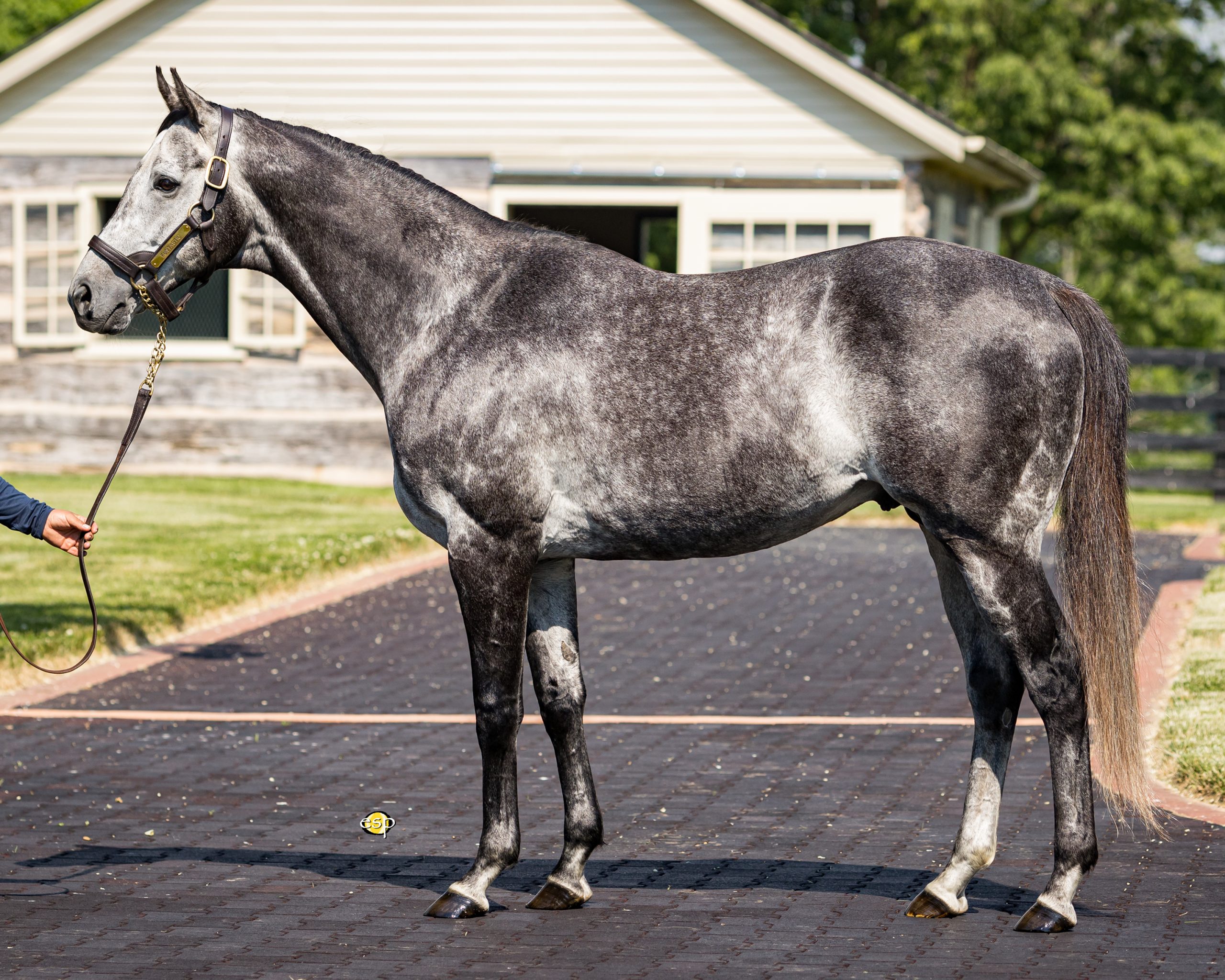 Funtastic colt wires field in Santa Anita turf MdSpWt