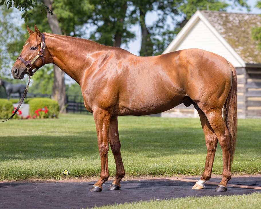 Gun Runner colt puts on impressive display in TDN Rising Star performance