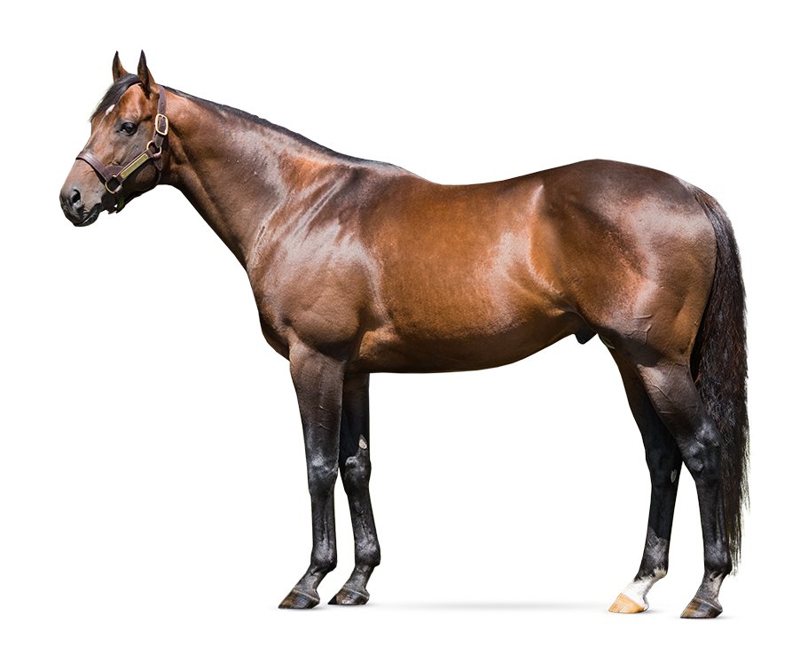 Palace Malice