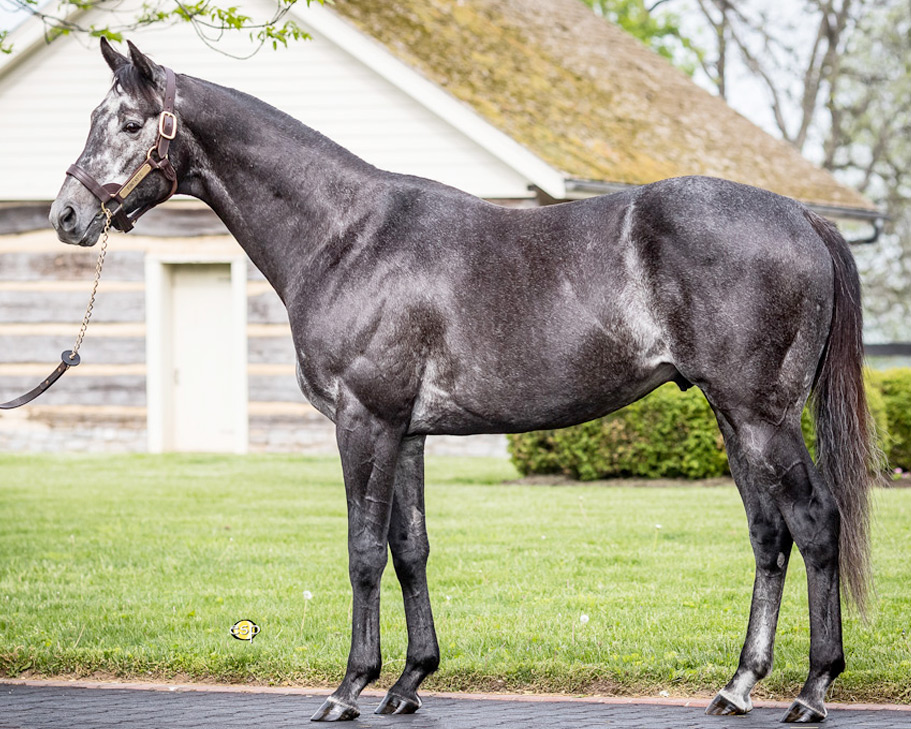 Funtastic Again an easy allowance winner at Turfway Park