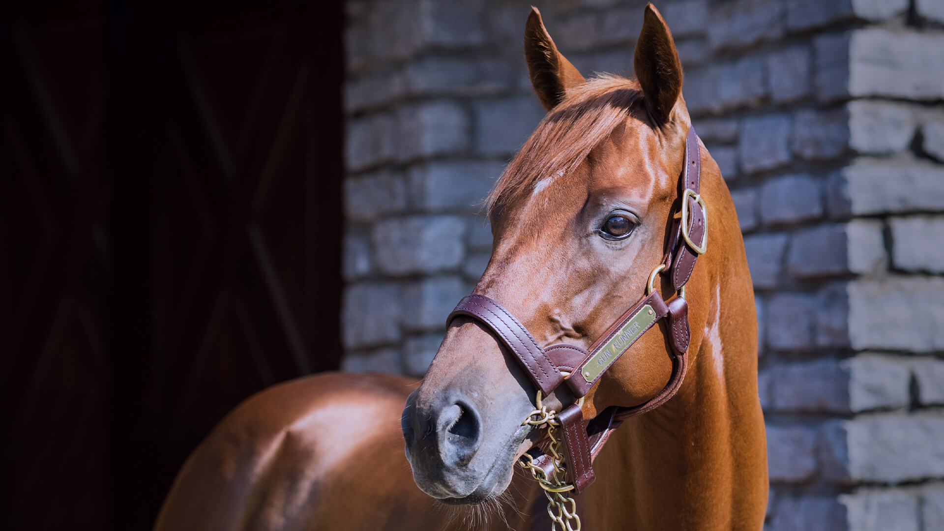 4 time Eclipse Champion and 10 time Grade 1 winner Beholder booked to Gun Runner