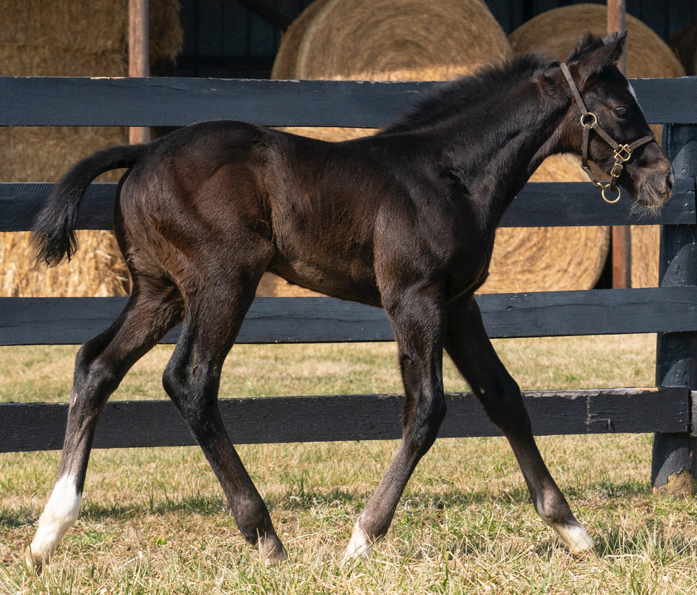 Atheanian Beauty Colt