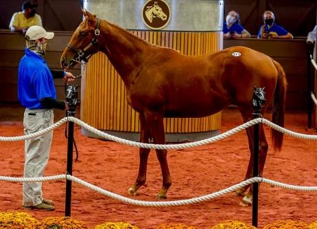 Gun Runner colt tops Fasig-Tipton Midlantic Fall Yearlings sale