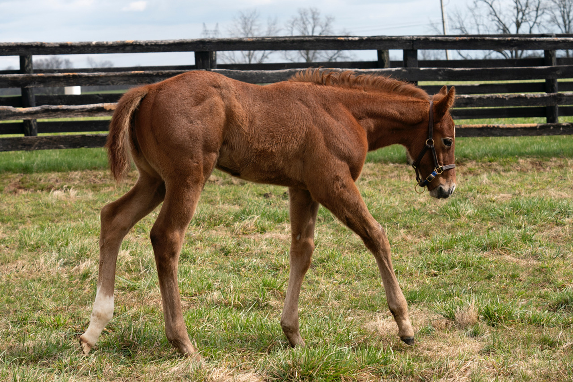 Shook Up colt