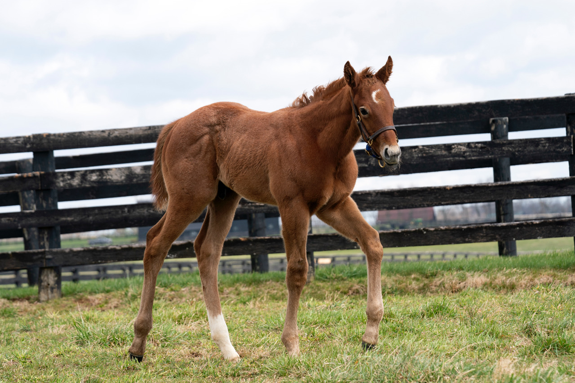 Shook Up colt