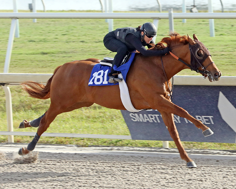 $1.7 million Gun Runner colt a star at Gulfstream Fasig-Tipton sale