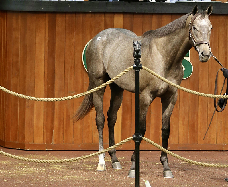 $850K Gun Runner colt tops early returns at OBS Spring Sale