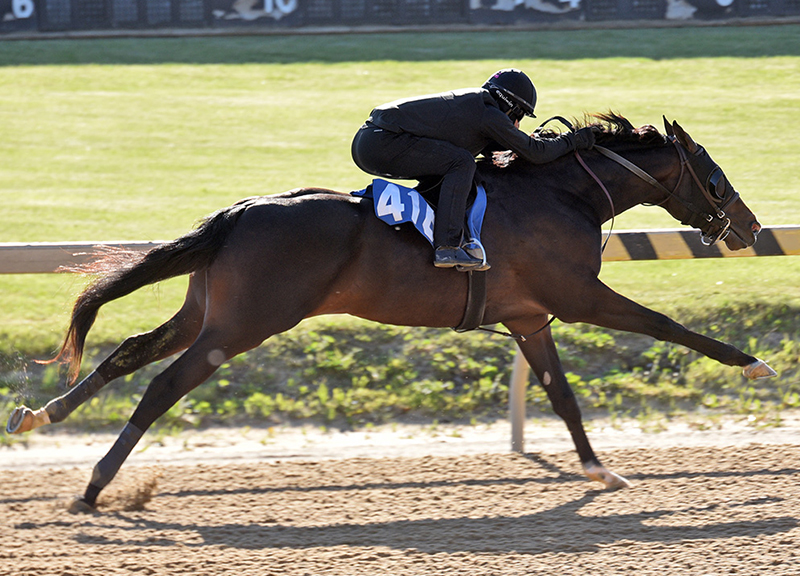 Gun Runner continues 2yo sales hot streak with $400,000 colt
