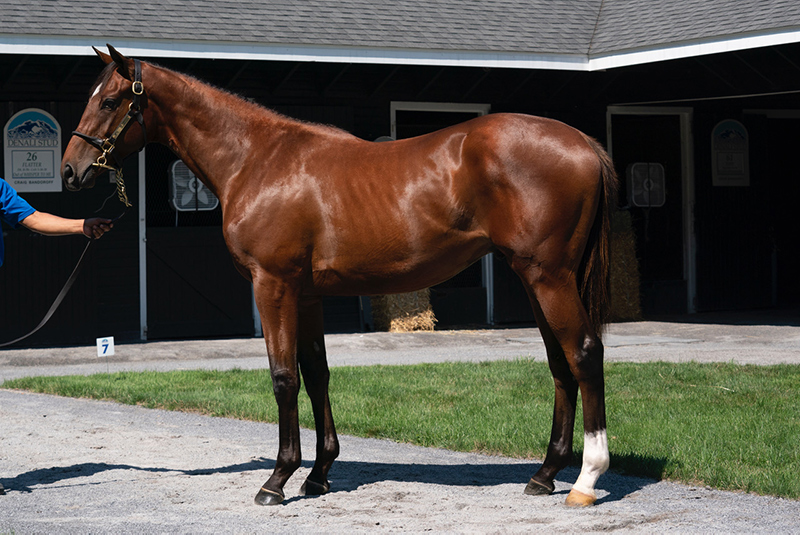 Two Gun Runner colts top half-million dollar mark at Saratoga sale