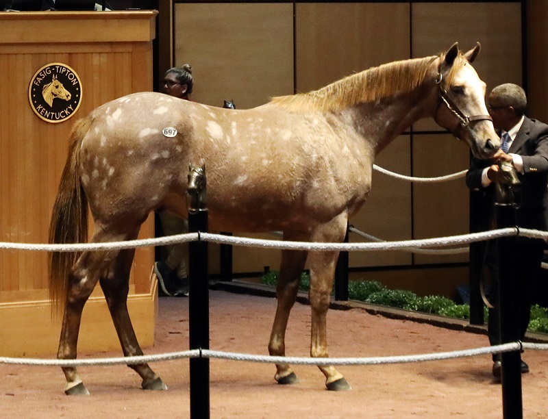 Funtastic colt hits $150,000 mark at Fasig-Tipton Yearling sale