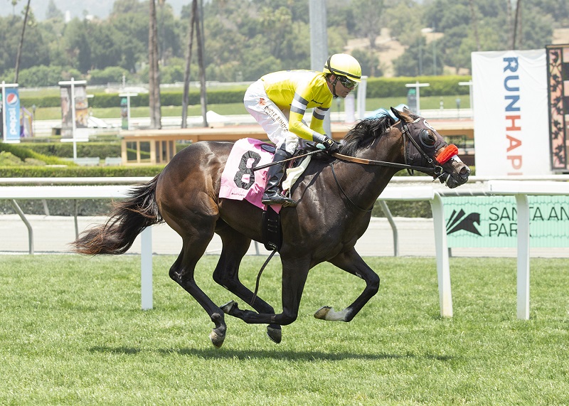 Sharp Azteca rockets to the top of the First-Crop sire list