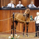 Gun Runner's $2.2 million colt, Hip 782, at the 2023 OBS Spring Two-Year-Olds in Training Sale - photo by Z