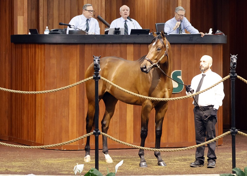 Gun Runner colt soars to $2.2 million Thursday at OBS Sale