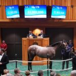 Gun Runner's $2.9 million colt, hip No. 179, at the 2025 Fasig-Tipton Saratoga Yearling sale - photo by Z