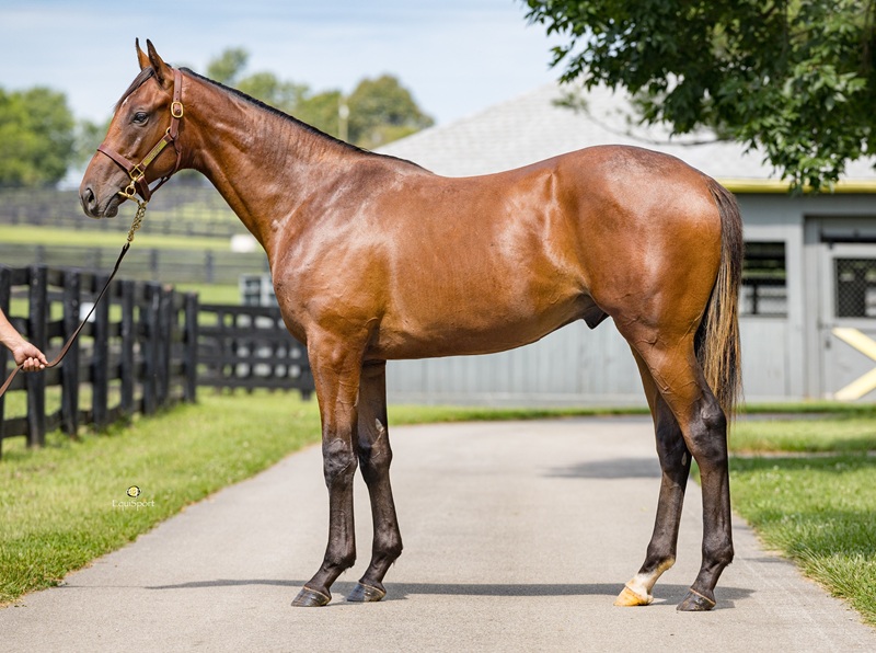 $2.7 million Gun Runner colts tops first day of Fasig-Tipton Saratoga sale