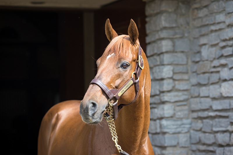 Gun Runner’s Dry Powder controls the pace in Lady’s Secret S. victory