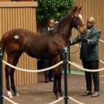 Gun Runner's $2.2 million weanling, Hip 146, at the 2025 Keeneland November Sale