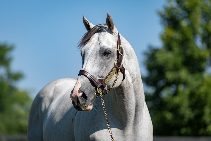 Volatile’s T O Elvis scores by five in Capella S. (G3)