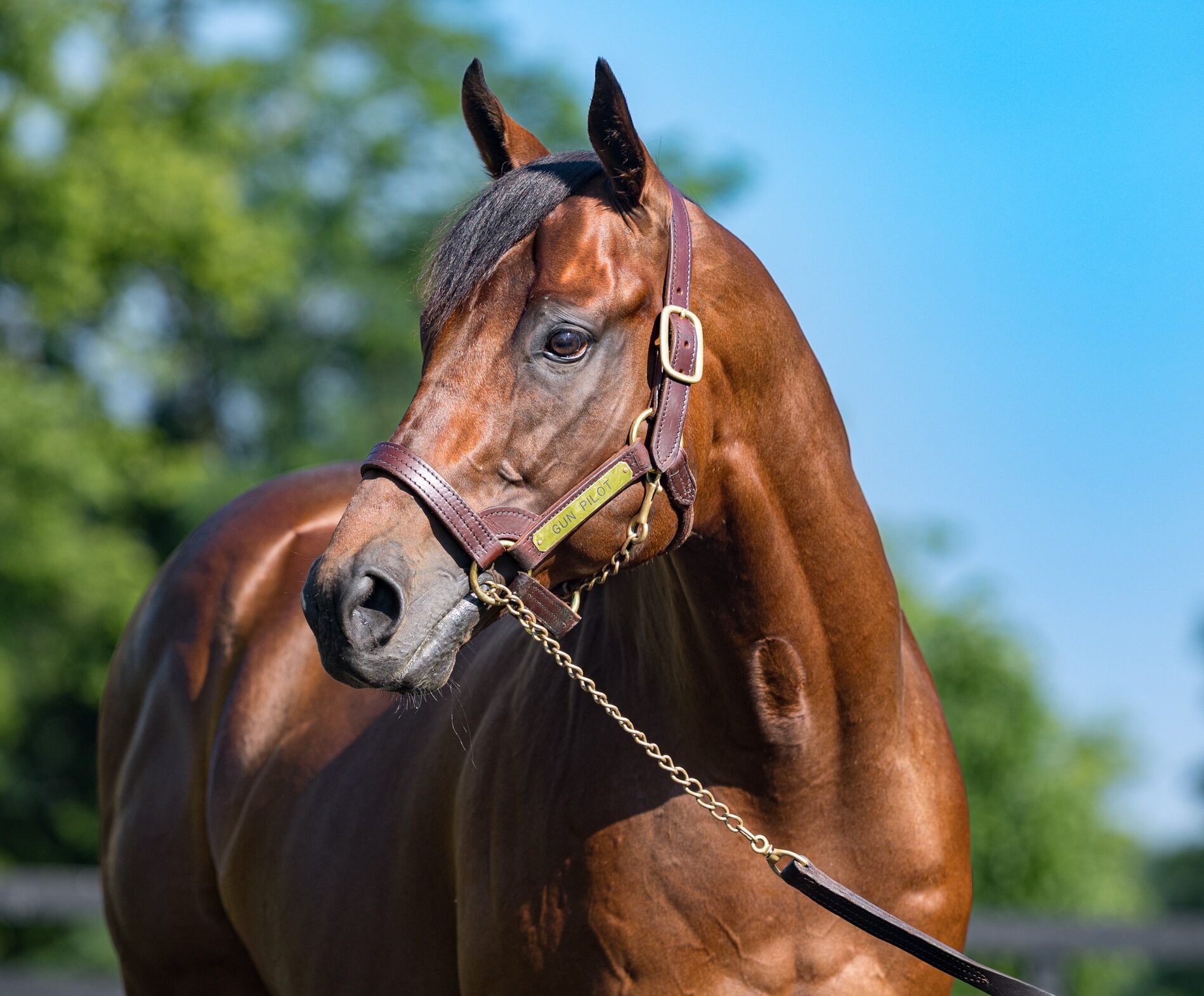 Grade I Millionaire Gun Pilot Sires First Foal 