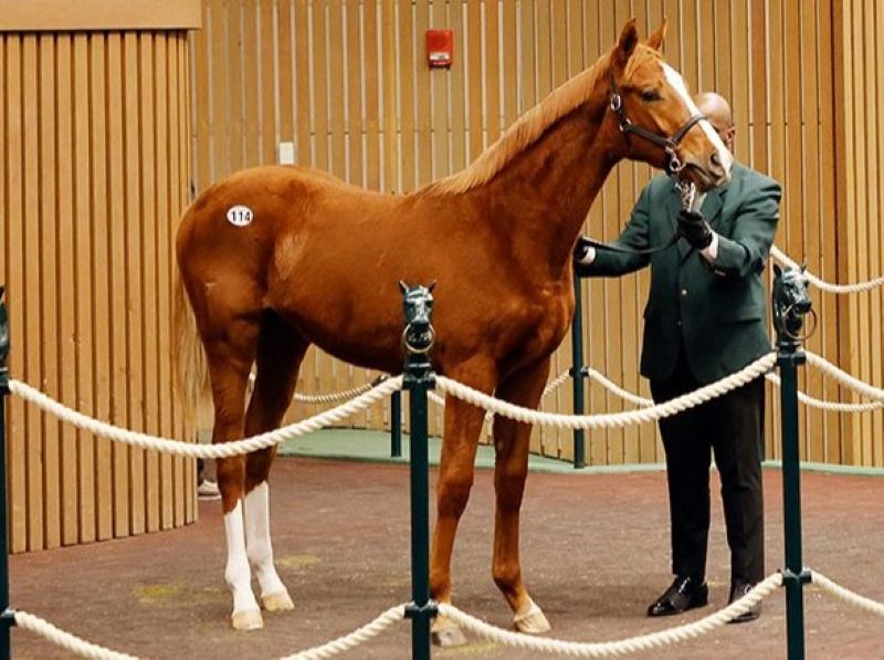 Gun Runner leads with $800K yearling at Keeneland January opener