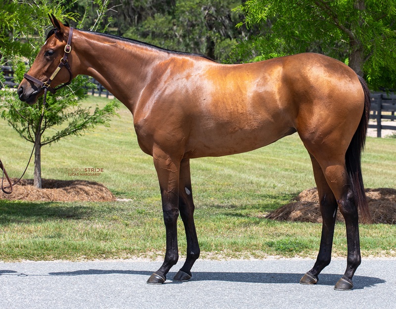 $1.375 million Gun Runner filly tops Fasig-Tipton Midlantic closing session