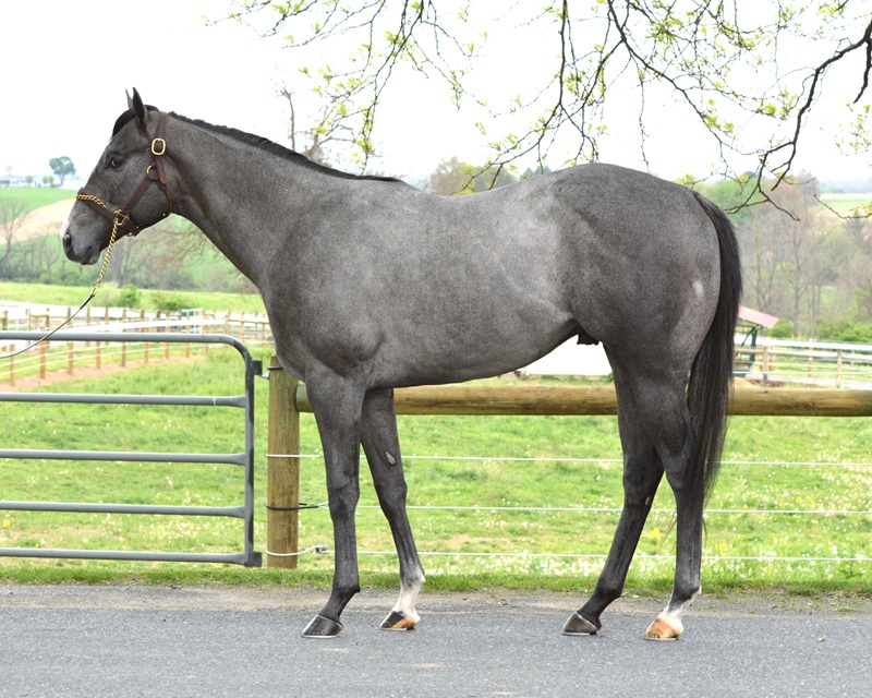 Volatile colt soars to $650,000 during Fasig-Tipton Midlantic 2YO opener