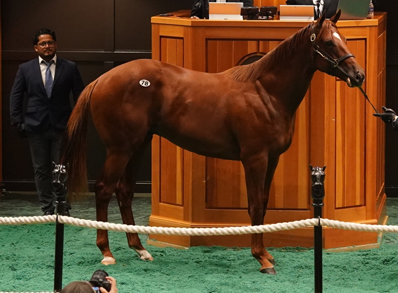 $2.3 M colt leads barrage of seven-figure Gun Runner yearlings