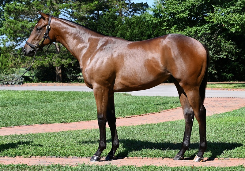 Gun Runner’s incredible Fasig-Tipton Saratoga sale topped by $4 million colt