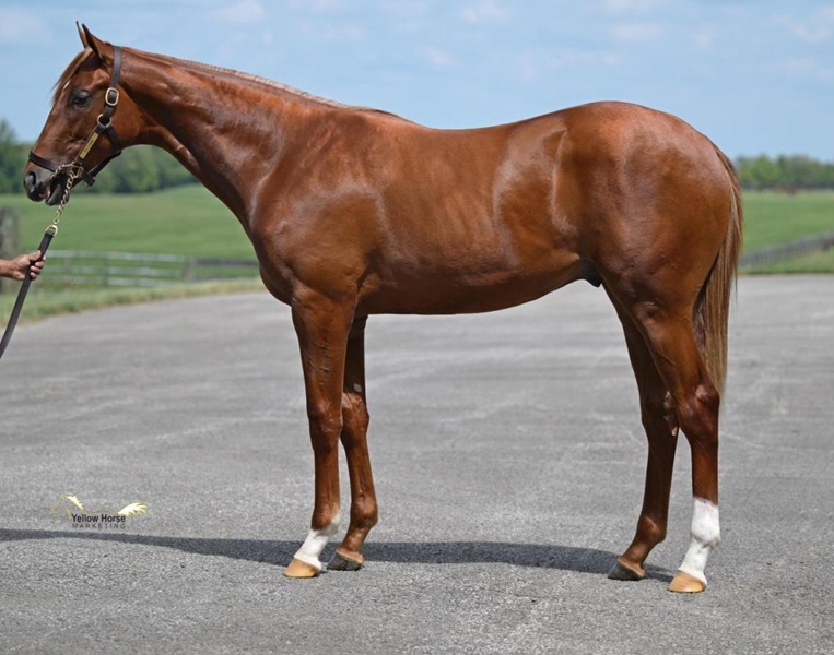 Seven-figure barrage continues for Gun Runner, led by $3.1 colt