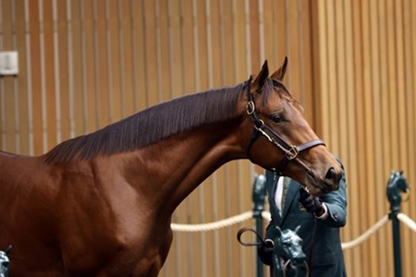 Gun Runner tops Keeneland opening session with $2.8 million colt