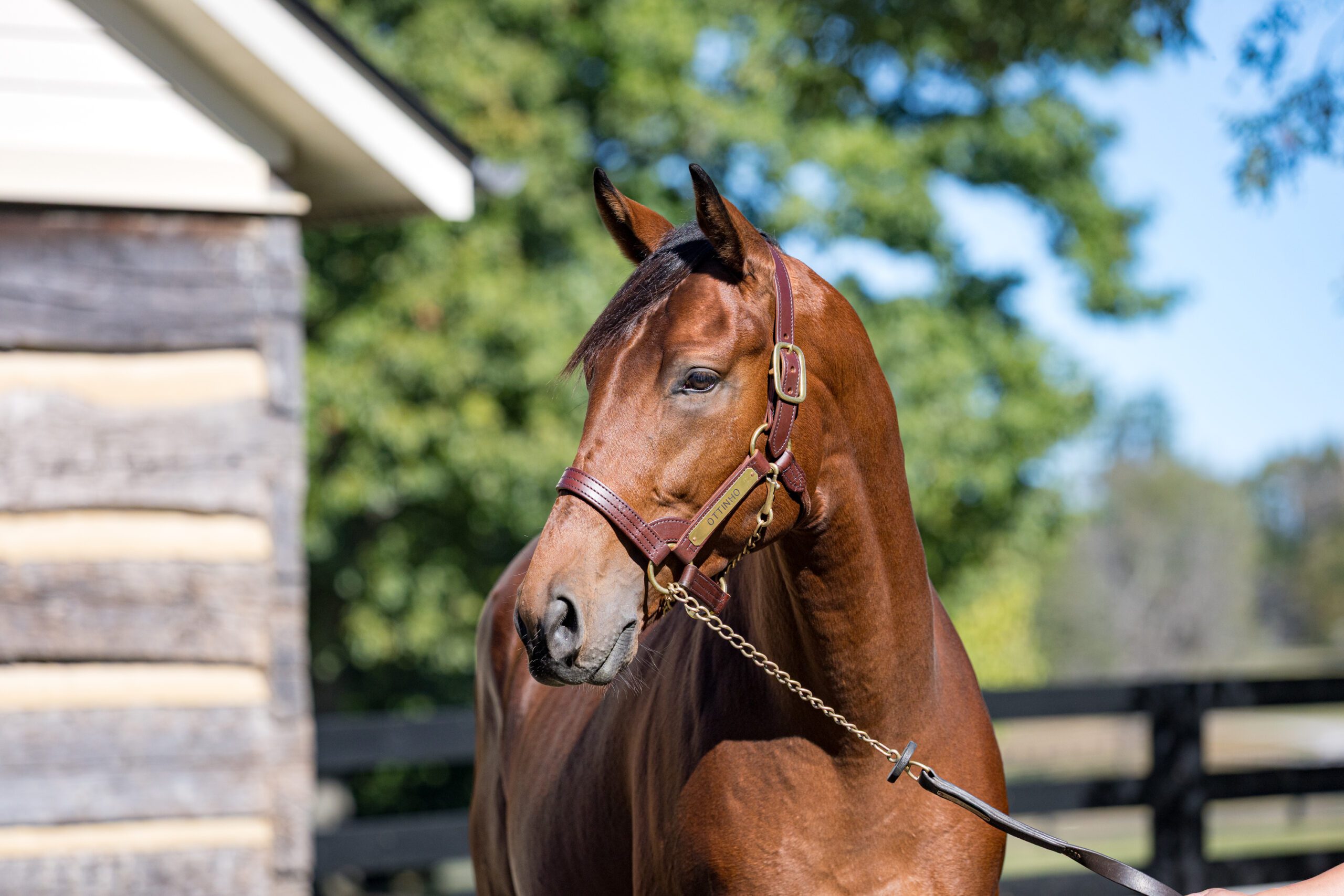 Ottinho, the G1 Performing Half-Brother to Gun Runner by Quality Road, to Stand at Three Chimneys
